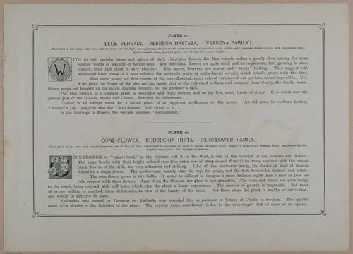 E356 - Wildflowers of America - i13601