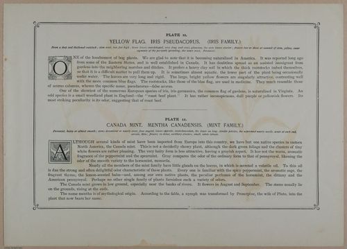 E356 - Wildflowers of America - i13603