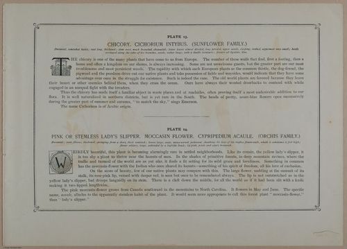 E356 - Wildflowers of America - i13604