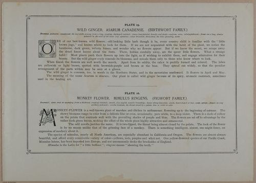 E356 - Wildflowers of America - i13606