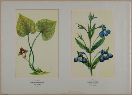 E356 - Wildflowers of America - i13607