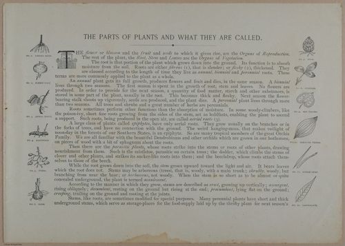 E356 - Wildflowers of America - i13608