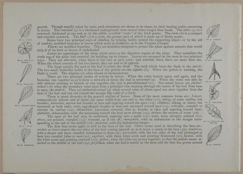 E356 - Wildflowers of America - i13609