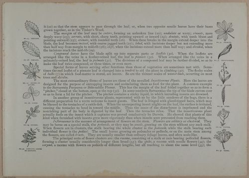 E356 - Wildflowers of America - i13610