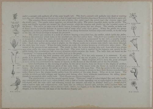E356 - Wildflowers of America - i13611