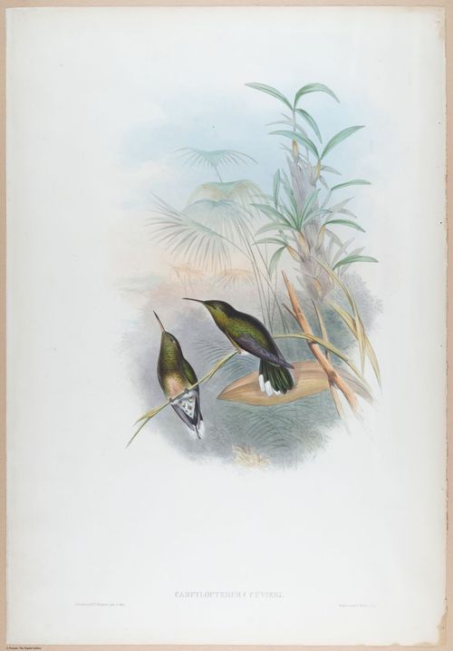 E374 - Various Rich Breiman - i16216