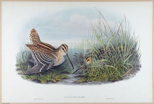 E374 - Various Rich Breiman - i16225
