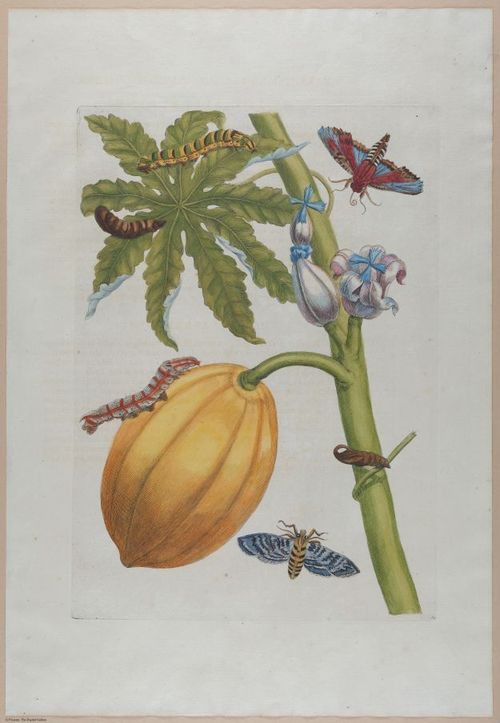 E374 - Various Rich Breiman - i16331