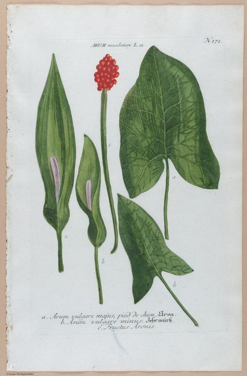 E374 - Various Rich Breiman - i16334
