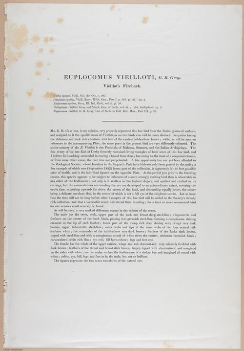E374 - Various Rich Breiman - i16336