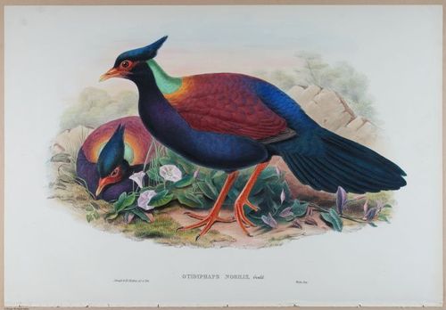 E374 - Various Rich Breiman - i16340