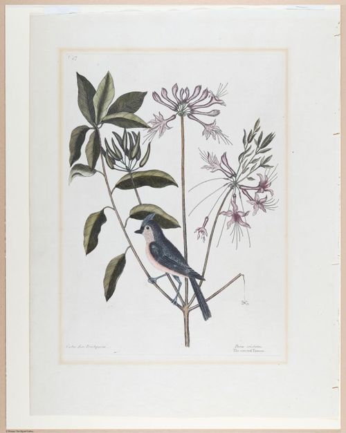 E374 - Various Rich Breiman - i16355