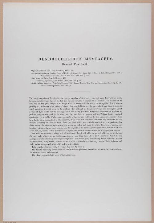 E374 - Various Rich Breiman - i16402