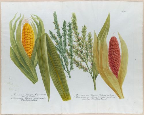 E451 - Various Rich Breiman- i16817-16818