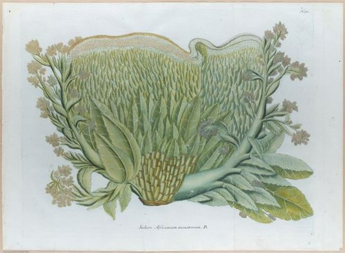 E451 - Various Rich Breiman- i16829-16830