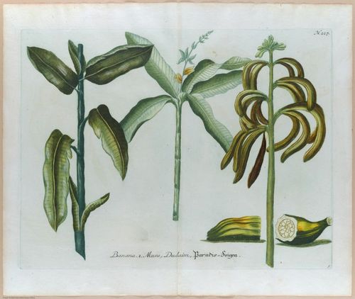 E451 - Various Rich Breiman- i16832-16833
