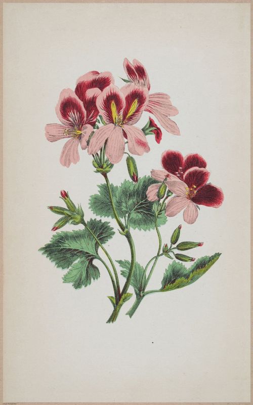 E364 - The Lady's Book of Flowers and Poetry - 13992