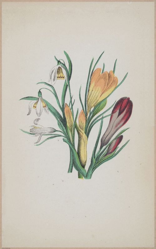 E364 - The Lady's Book of Flowers and Poetry - 14003