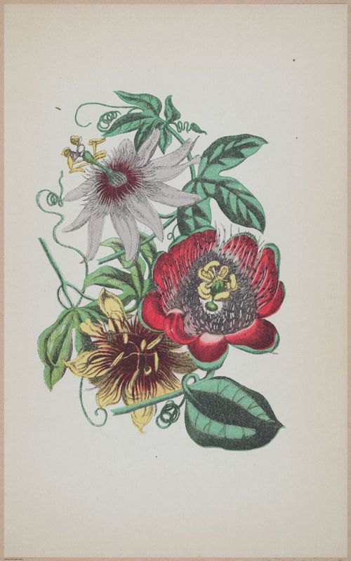 E364 - The Lady's Book of Flowers and Poetry - 14007