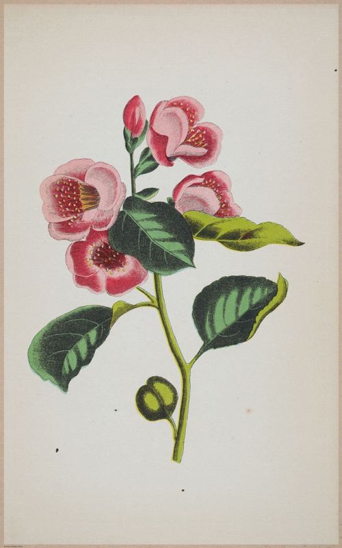 E364 - The Lady's Book of Flowers and Poetry - 14011