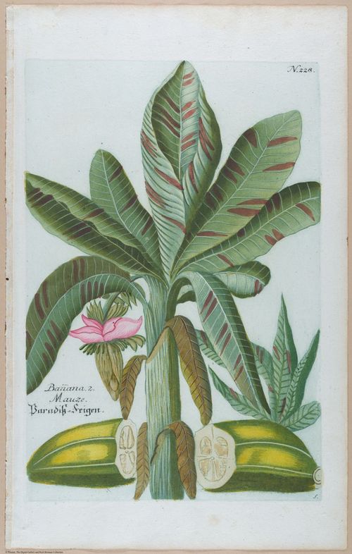 E451 - Various Rich Breiman- i16790