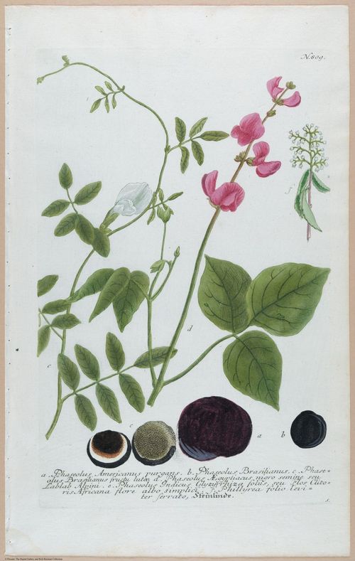 E451 - Various Rich Breiman- i16797
