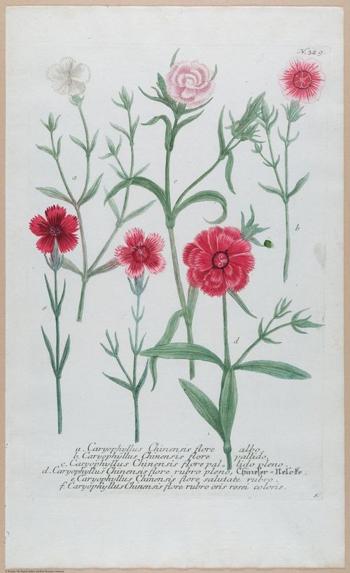 E451 - Various Rich Breiman- i16803