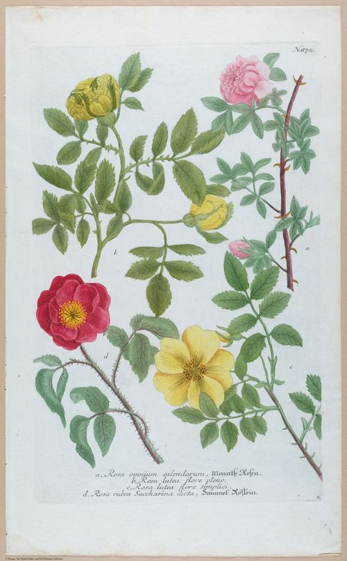 E451 - Various Rich Breiman- i16804