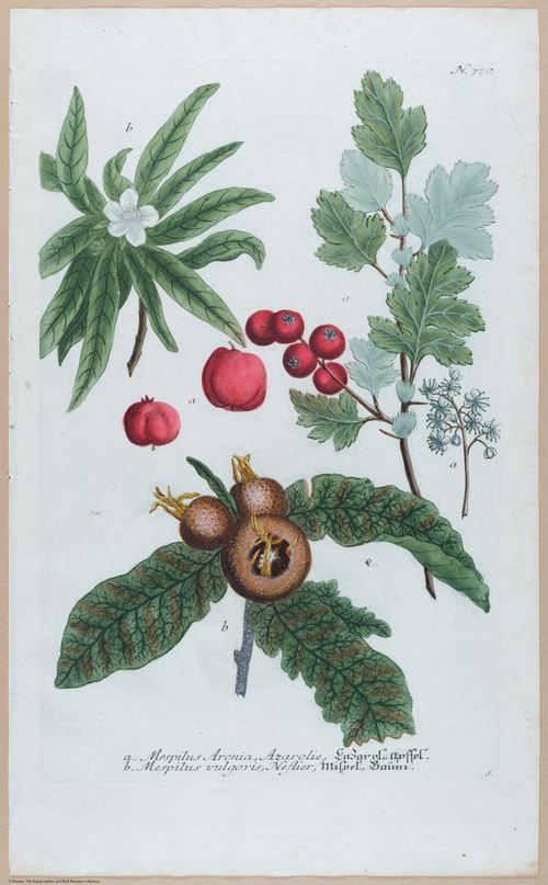 E451 - Various Rich Breiman- i16805