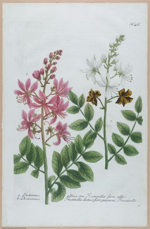 E451 - Various Rich Breiman- i16806
