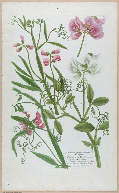 E451 - Various Rich Breiman- i16807