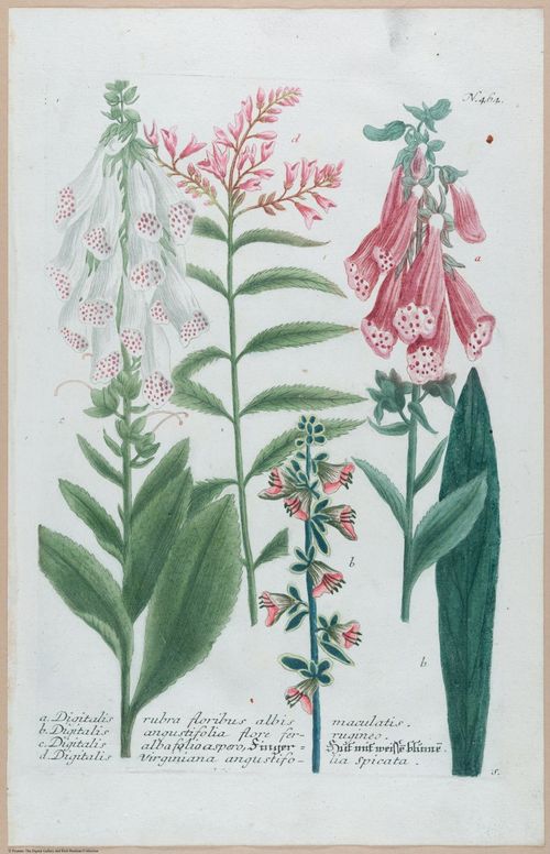 E451 - Various Rich Breiman- i16808