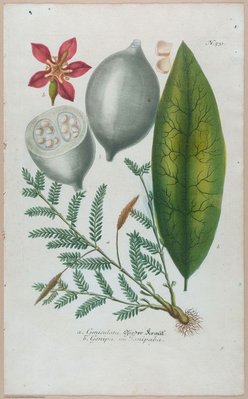 E451 - Various Rich Breiman- i16809