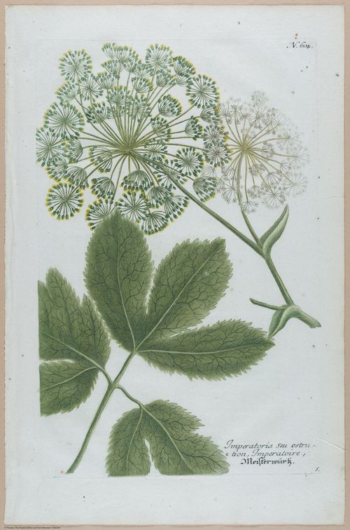 E451 - Various Rich Breiman- i16810