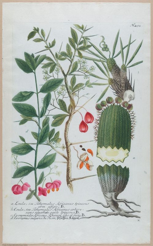 E451 - Various Rich Breiman- i16812