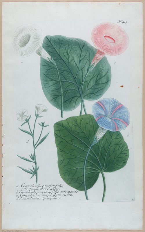 E451 - Various Rich Breiman- i16813