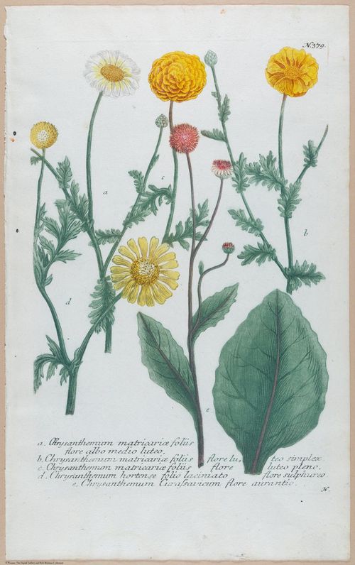 E451 - Various Rich Breiman- i16814