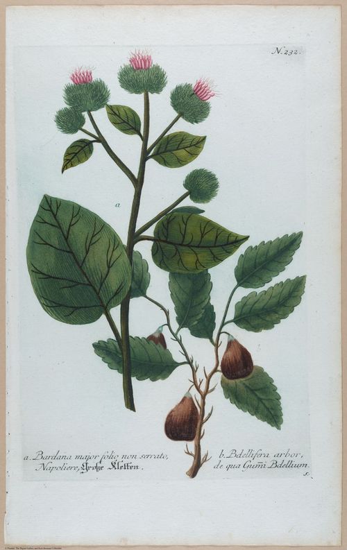 E451 - Various Rich Breiman- i16815