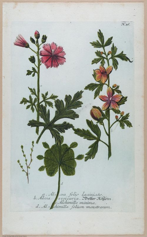 E451 - Various Rich Breiman- i16816