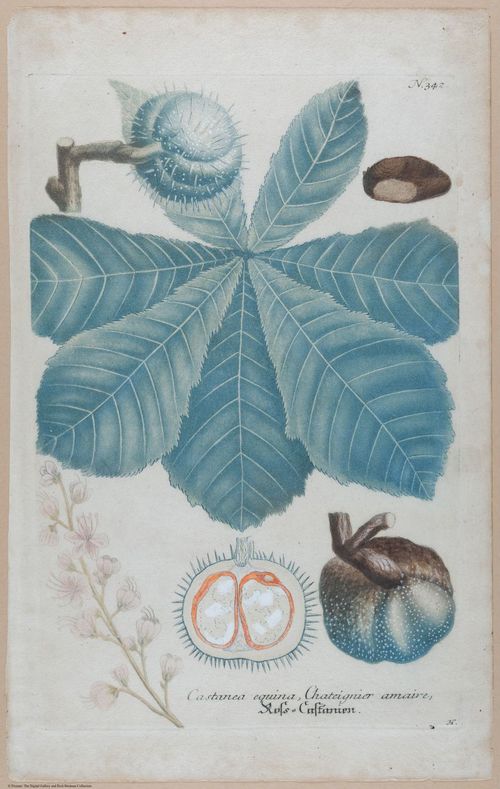 E451 - Various Rich Breiman- i16819