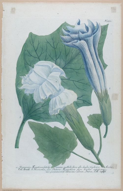 E451 - Various Rich Breiman- i16820
