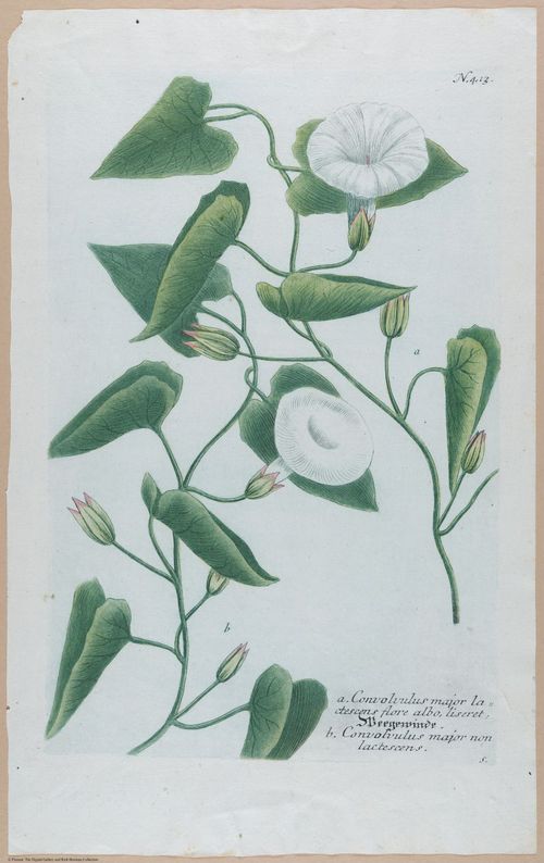 E451 - Various Rich Breiman- i16822