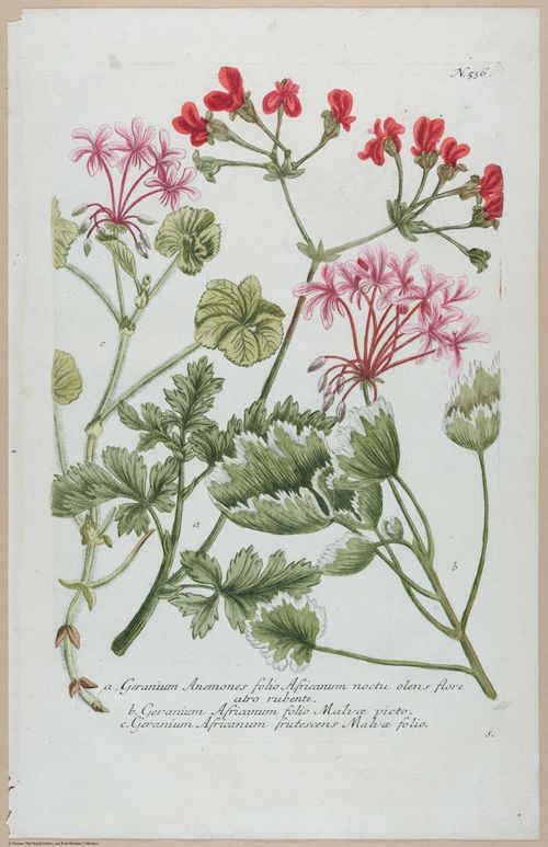 E451 - Various Rich Breiman- i16824