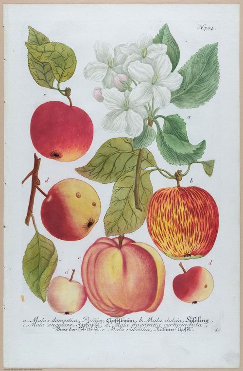 E451 - Various Rich Breiman- i16827