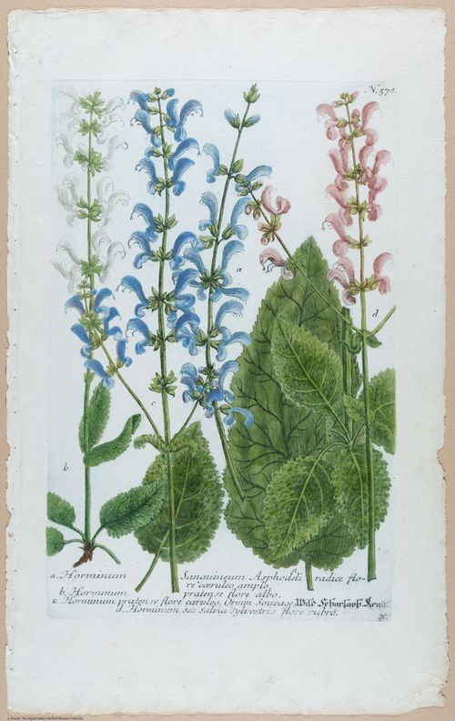 E451 - Various Rich Breiman- i16835