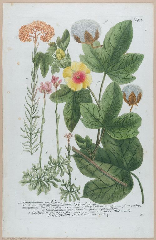 E451 - Various Rich Breiman- i16837