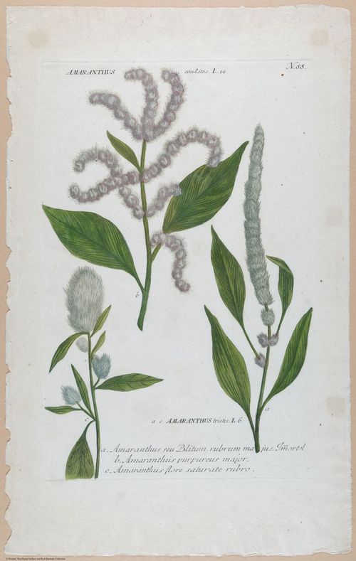 E451 - Various Rich Breiman- i16839