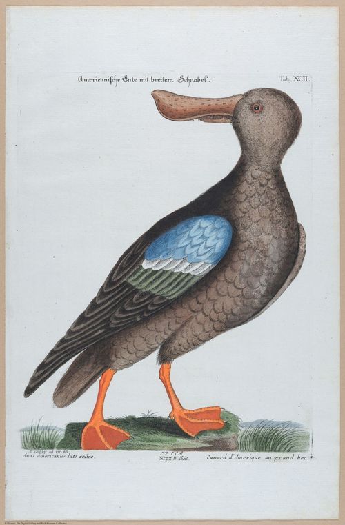 E453 - Various Rich Breiman- i16846