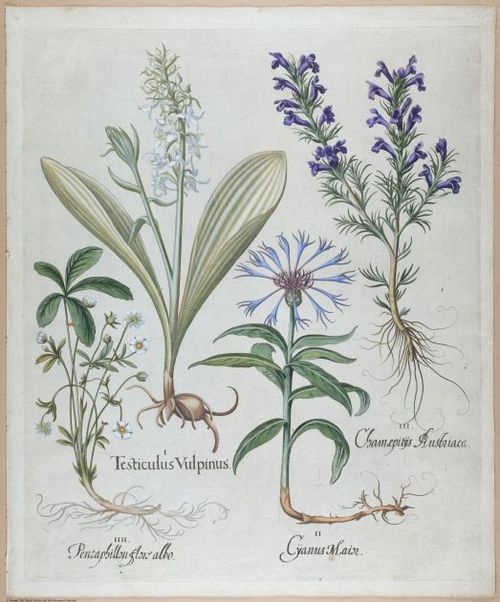 E459 - Various Rich Breiman- i16984