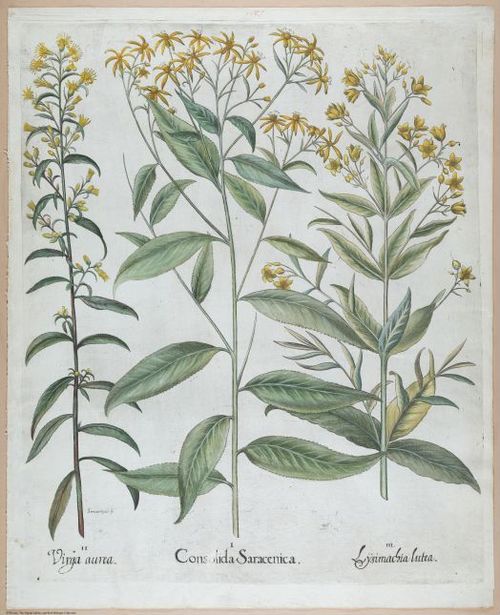 E459 - Various Rich Breiman- i16994